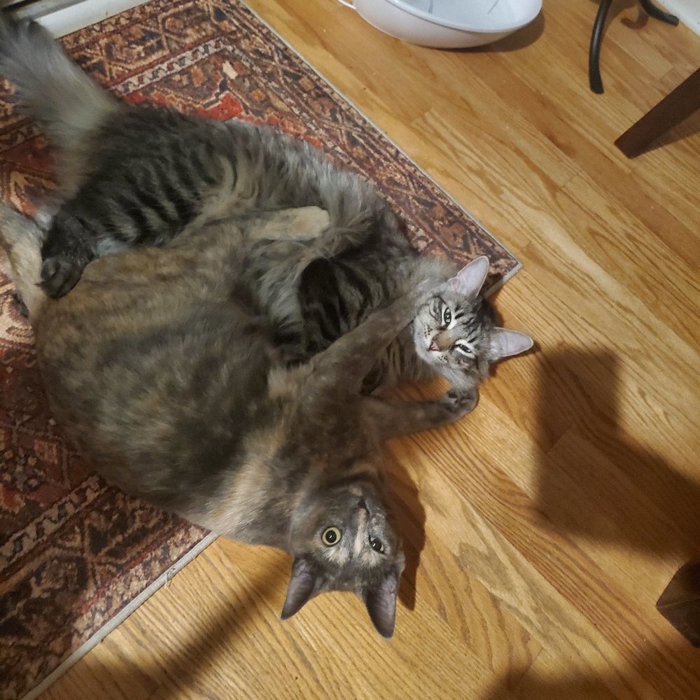 Meet your Posher, Kelly